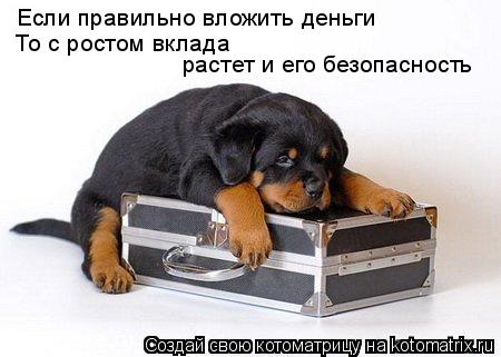 Котоматрица: Если правильно вложить деньги То с ростом вклада растет и его безопасность
