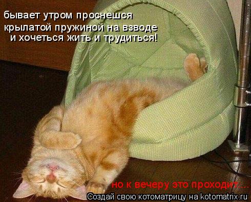 крылатой пружиной на взводе и хочеться жить и трудиться! бывает утром проснешся но к вечеру это прохо... Котоматрица: крылатой пружиной на взводе и хочеться жить и трудиться! бывает утром проснешся но к вечеру это проходит....