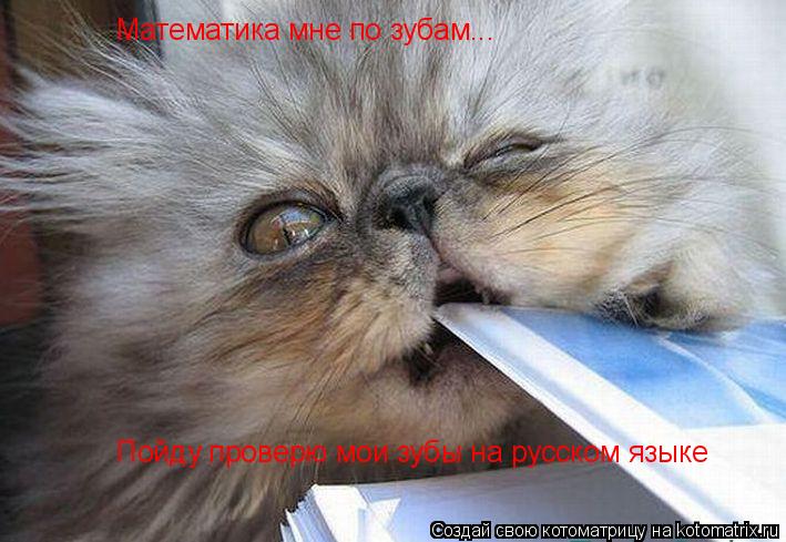 Котоматрица: Математика мне по зубам... Пойду проверю мои зубы на русском языке