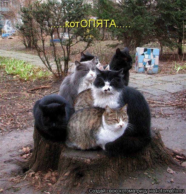 Котоматрица: .....котОПЯТА.....