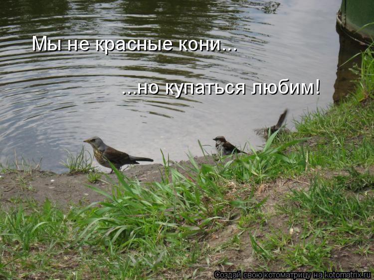 Мы не красные кони... ...но купаться любим!... Котоматрица: Мы не красные кони... ...но купаться любим!