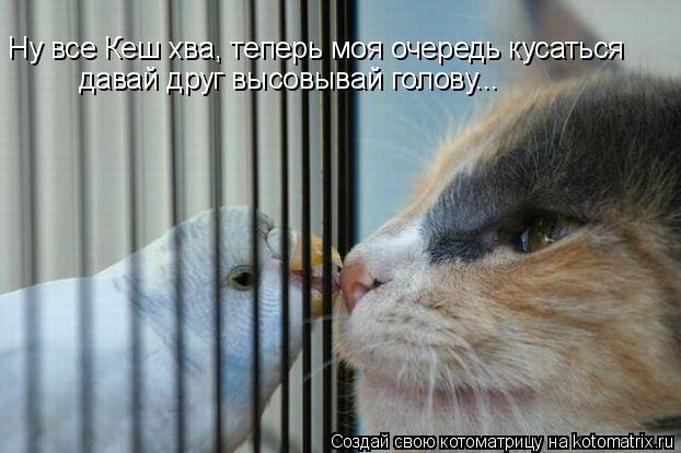Котоматрица: Ну все Кеш хва, теперь моя очередь кусаться давай друг высовывай голову...