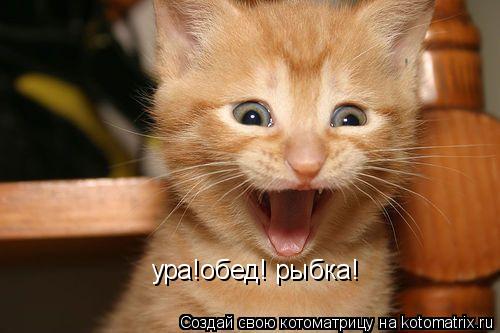 Котоматрица: ура!обед! рыбка!