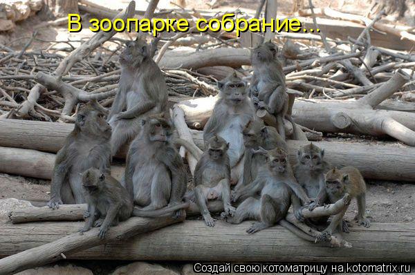 Котоматрица: В зоопарке собрание...