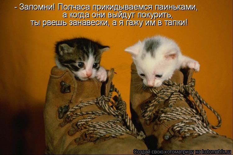 Котоматрица: - Запомни! Полчаса прикидываемся паиньками, а когда они выйдут покурить, ты рвешь занавески, а я гажу им в тапки!