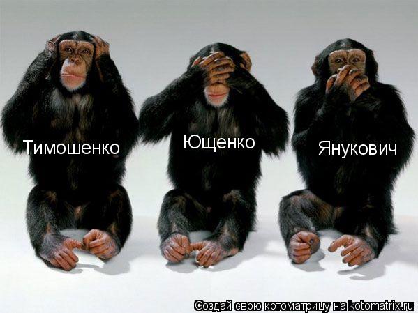 Котоматрица: Тимошенко Ющенко Янукович