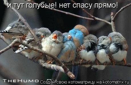 и тут голубые! нет спасу прямо!... Котоматрица: и тут голубые! нет спасу прямо!