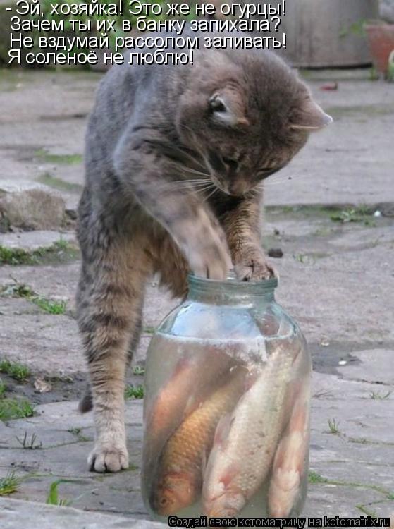 Котоматрица: - Эй, хозяйка! Это же не огурцы! Зачем ты их в банку запихала?  Не вздумай рассолом заливать! Я соленоё не люблю!
