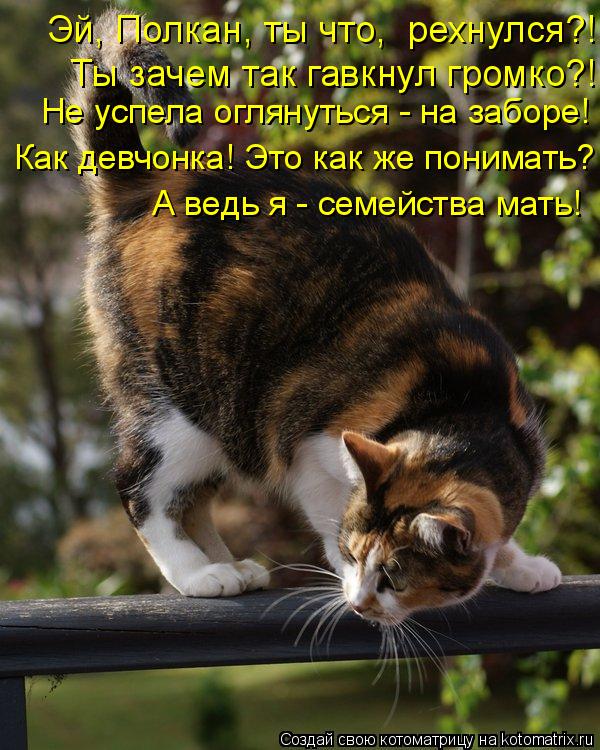 Не успела оглянуться - на заборе! Как девчонка! Это как же понимать?! А ведь я - семейства мать! Эй... Котоматрица: Не успела оглянуться - на заборе! Как девчонка! Это как же понимать?! А ведь я - семейства мать! Эй, Полкан, ты что, рехнулся?! Ты зачем так гав