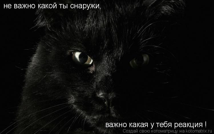 Котоматрица: не важно какой ты снаружи, важно какая у тебя реакция !