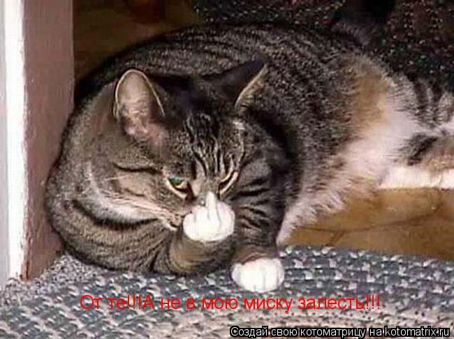 Котоматрица: От те!!!А не в мою миску залесть!!!