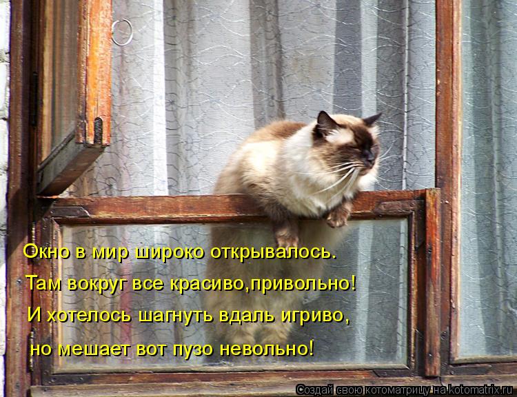 Котоматрица: Окно в мир широко открывалось. Там вокруг все красиво,привольно! И хотелось шагнуть вдаль игриво, но мешает вот пузо невольно!