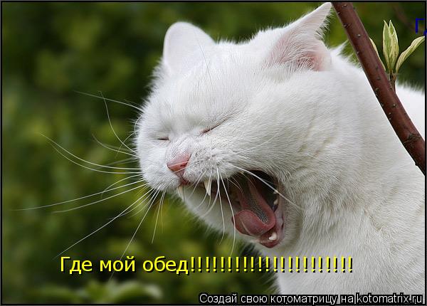 Котоматрица: Где мой обед!!!!!!!!!!!!!!!!!!!!!! Где мой обед!!!!!!!!!!!!!!!!!!!!!!