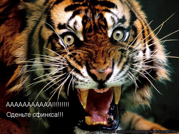 ААААААААААА!!!!!!!!! Оденьте сфинкса!!!... Котоматрица: ААААААААААА!!!!!!!!! Оденьте сфинкса!!!