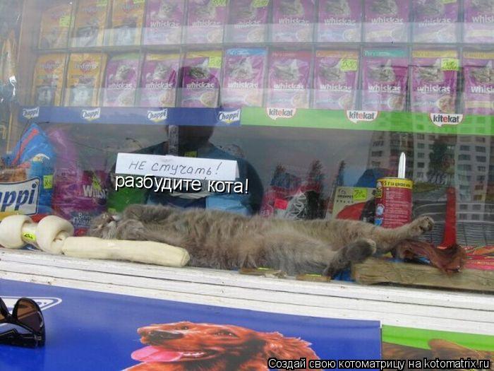 Котоматрица: разбудите кота!
