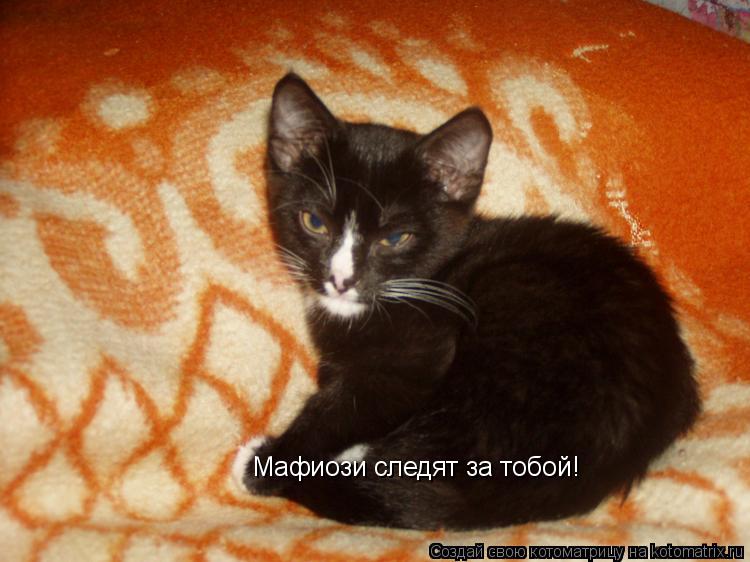 Котоматрица: Мафиози следят за тобой!