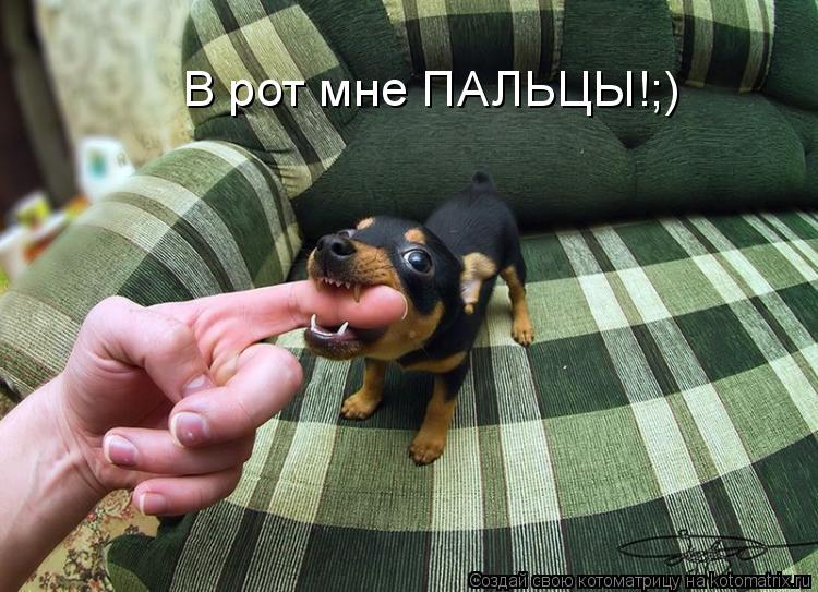 Котоматрица: В рот мне ПАЛЬЦЫ!;)