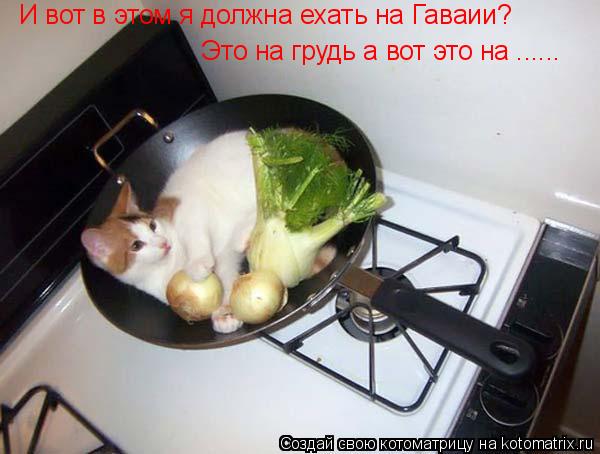 Котоматрица: И вот в этом я должна ехать на Гаваии? Это на грудь а вот это на ......