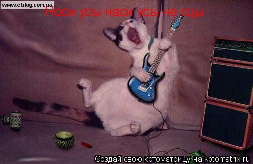 Котоматрица: Носи усы наси усы не сцы