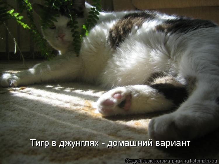 Тигр в джунглях - домашний вариант... Котоматрица: Тигр в джунглях - домашний вариант