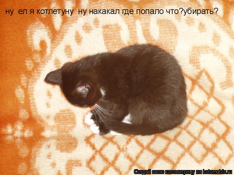 Котоматрица: ну  ел я котлетуну  ну накакал где попало что?убирать?