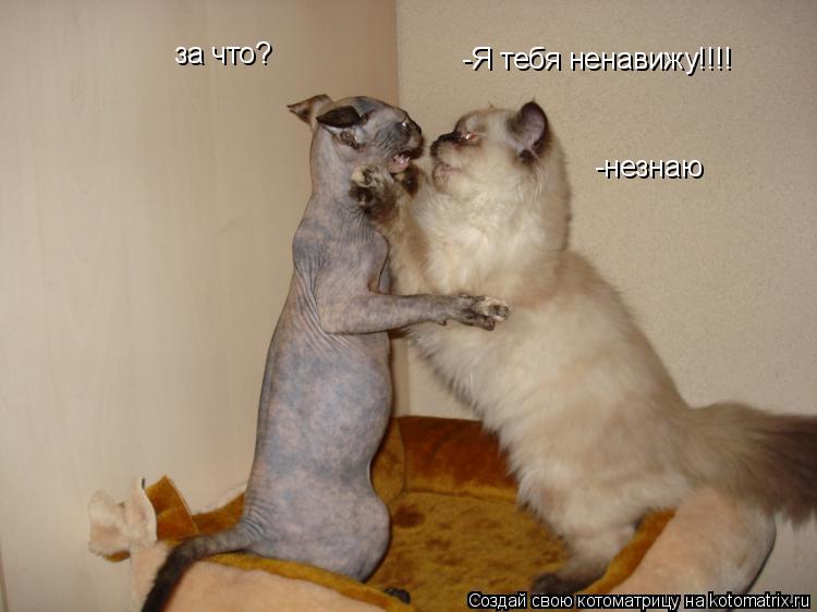 Котоматрица: -Я тебя ненавижу!!!! за что? -незнаю