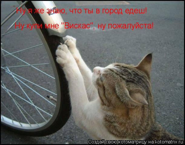Ну я же знаю, что ты в город едеш! Ну купи мне "Вискас", ну пожалуйста!... Котоматрица: Ну я же знаю, что ты в город едеш! Ну купи мне "Вискас", ну пожалуйста!