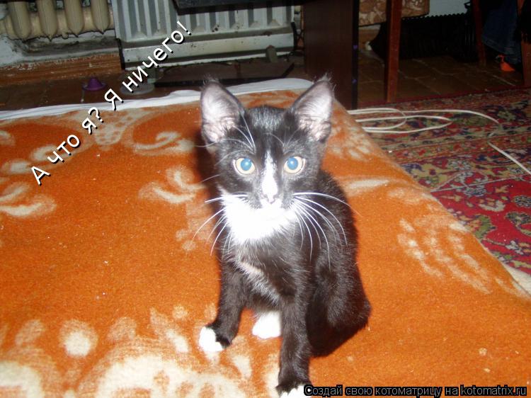 Котоматрица: А что я? Я ничего! А что я? Я ничего!