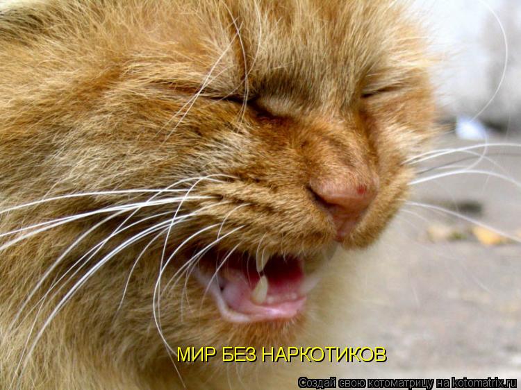 Котоматрица: МИР БЕЗ НАРКОТИКОВ
