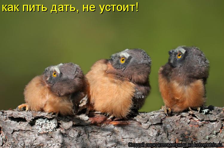 Котоматрица: как пить дать, не устоит!