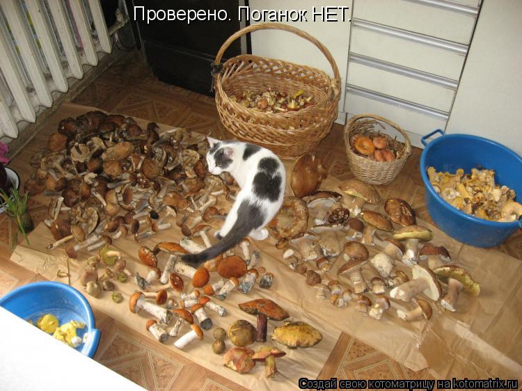 Котоматрица: Проверено. Поганок НЕТ.