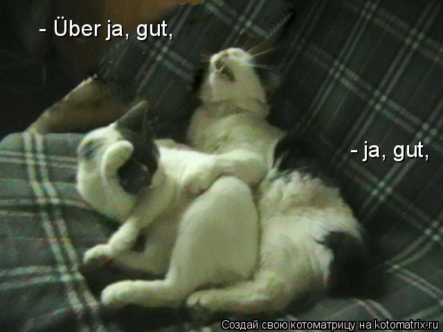 Котоматрица: - &#220;ber ja, gut, - ja, gut,