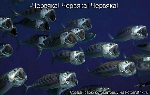 -Червяка! Червяка! Червяка!... Котоматрица: -Червяка! Червяка! Червяка!