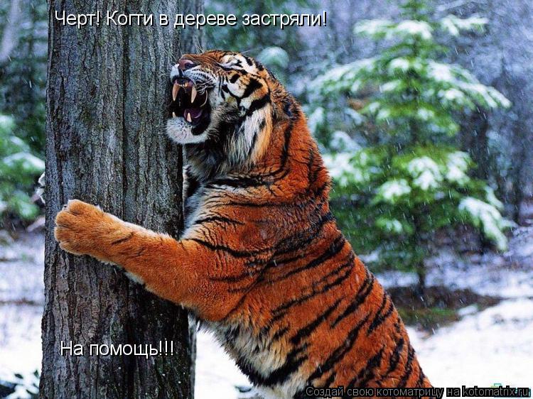 Котоматрица: Черт! Когти в дереве застряли! На помощь!!!