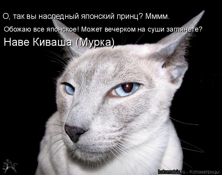 Обожаю все японское! Может вечерком на суши заглянете? Наве Киваша (Мурка) О, так вы наследный японск... Котоматрица: Обожаю все японское! Может вечерком на суши заглянете? Наве Киваша (Мурка) О, так вы наследный японский принц? Мммм…
