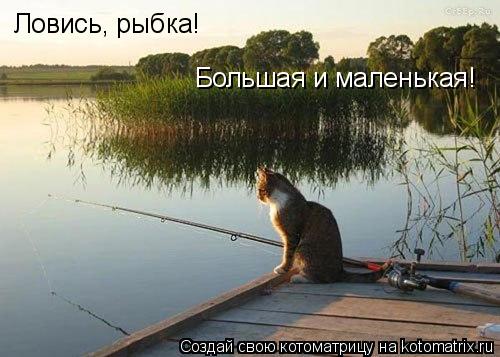 Ловись, рыбка! Большая и маленькая!... Котоматрица: Ловись, рыбка! Большая и маленькая!