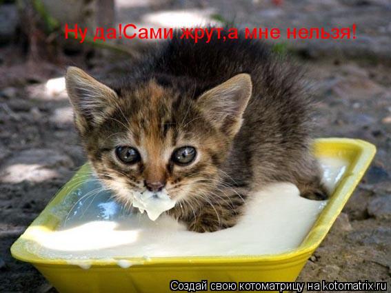 Котоматрица: Ну да!Сами жрут,а мне нельзя!