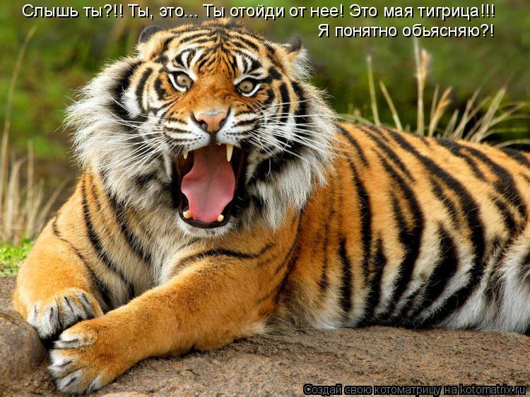 Слышь ты?!! Ты, это... Ты отойди от нее! Это мая тигрица!!! Я понятно обьясняю?!... Котоматрица: Слышь ты?!! Ты, это... Ты отойди от нее! Это мая тигрица!!! Я понятно обьясняю?!