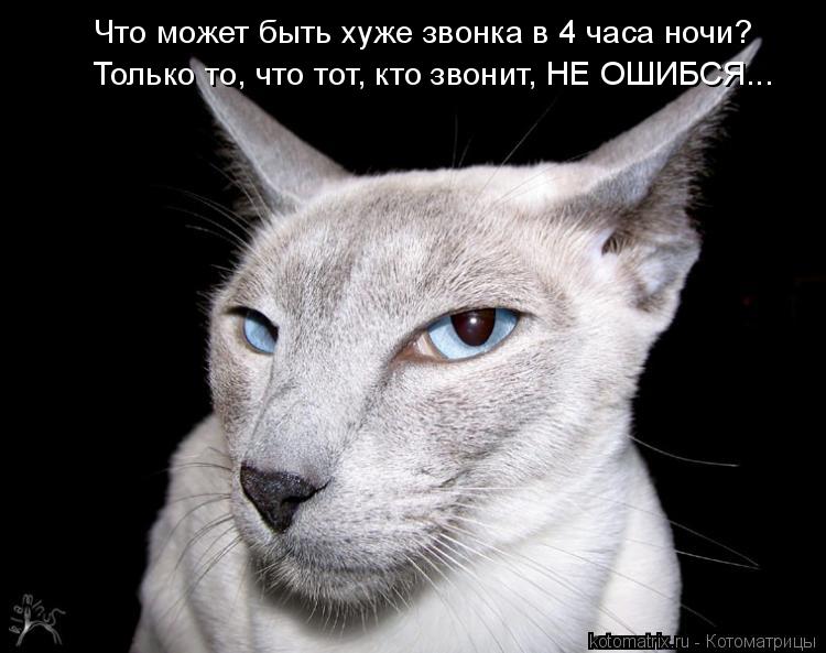Что может быть хуже звонка в 4 часа ночи? Только то, что тот, кто звонит, НЕ ОШИБСЯ...... Котоматрица: Что может быть хуже звонка в 4 часа ночи? Только то, что тот, кто звонит, НЕ ОШИБСЯ...