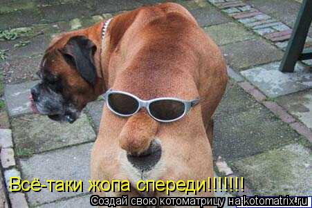 Котоматрица: Всё-таки жопа спереди!!!!!!!
