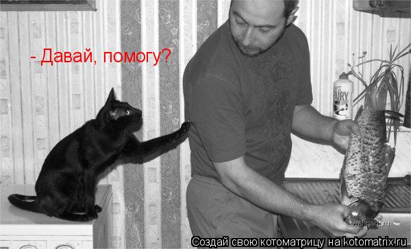Котоматрица: - Давай, помогу?