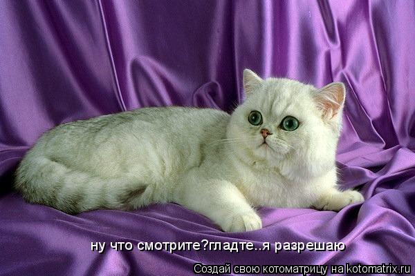 Котоматрица: ну что смотрите?гладте..я разрешаю