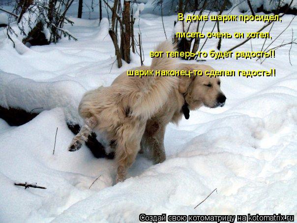 В доме шарик просидел, писеть очень он хотел, вот теперь-то будет радость!! шарик наконец-то сделал г... Котоматрица: В доме шарик просидел, писеть очень он хотел, вот теперь-то будет радость!! шарик наконец-то сделал гадость!!