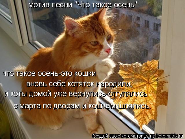 Котоматрица: мотив песни "Что такое осень" что такое осень-это кошки вновь себе котяток народили, и коты домой уже вернулись-отгулялись с марта по дворам 