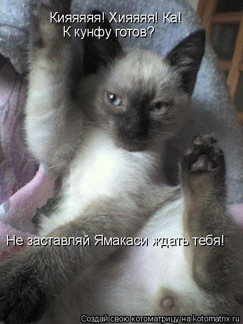 Кияяяяя! Хияяяя! Ка! К кунфу готов? Не заставляй Ямакаси ждать тебя!... Котоматрица: Кияяяяя! Хияяяя! Ка! К кунфу готов? Не заставляй Ямакаси ждать тебя!