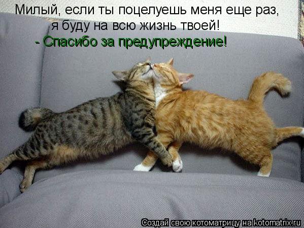 Котоматрица: Милый, если ты поцелуешь меня еще раз, я буду на всю жизнь твоей! - Спасибо за предупреждение!
