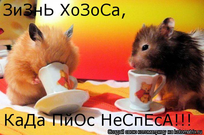 Котоматрица: ЗиЗнЬ ХоЗоСа, КаДа ПйОс НеСпЕсА!!!