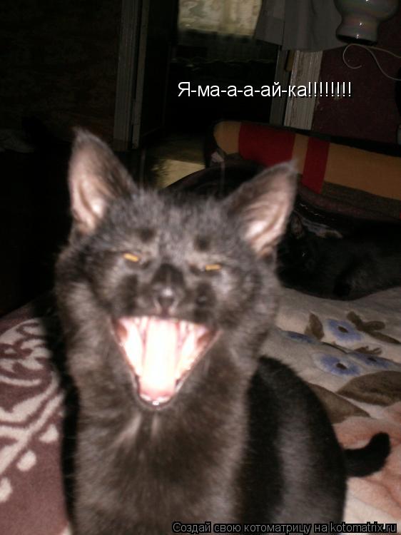 Я-ма-а-а-ай-ка!!!!!!!!... Котоматрица: Я-ма-а-а-ай-ка!!!!!!!!
