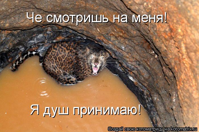 Котоматрица: Че смотришь на меня! Я душ принимаю!