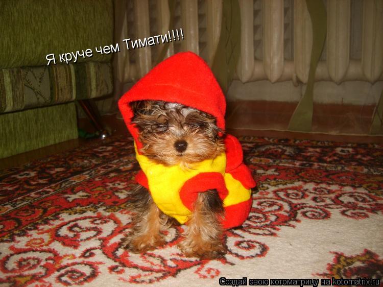 Котоматрица: Я круче чем Тимати!!!!